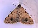 Digrammia pervolata - Hodges#6383 - photo 3
