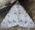 Digrammia pervolata - Hodges#6383 - photo 4