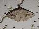 Digrammia pictipennata - Hodges#6372 - photo 3