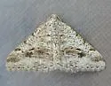 Digrammia pictipennata - Hodges#6372 - photo 4