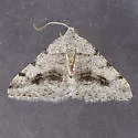 Digrammia pictipennata - Hodges#6372 - photo 5