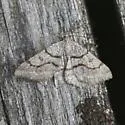 Digrammia rippertaria - Hodges#6394 - photo 2