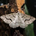 Digrammia rippertaria - Hodges#6394 - photo 4