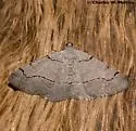 Digrammia setonana - Hodges#6364 - Digrammia setonana