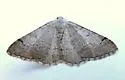 Digrammia setonana - Hodges#6364 - photo 4