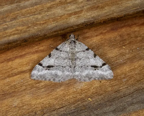 Six-spotted Digrammia - Hodges#6387.1