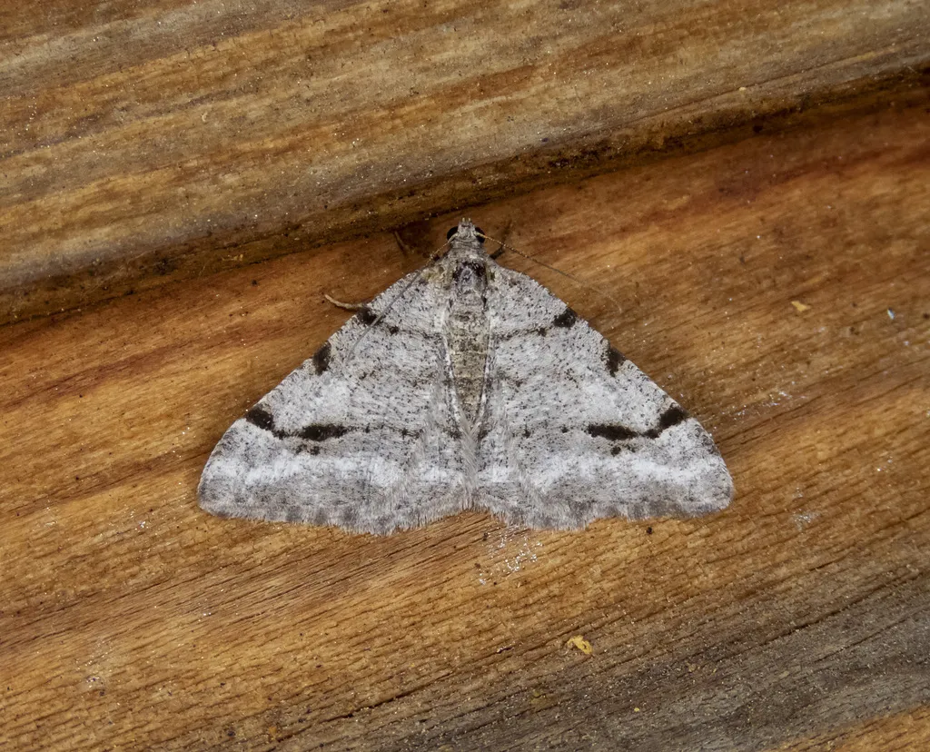 Six-spotted Digrammia - Hodges#6387.1 - photo 2
