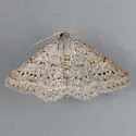 Digrammia sublacteolata - Hodges#6355 - Digrammia sublacteolata