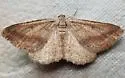 Digrammia subminiata - Hodges#6399 - Digrammia subminiata