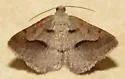 Digrammia subminiata - Hodges#6399 - photo 3