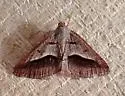 Digrammia subminiata - Hodges#6399 - photo 4
