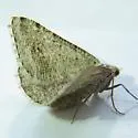 Digrammia terramalata - Hodges#6372.1