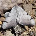Digrammia triviata - Hodges#6385 - Digrammia triviata