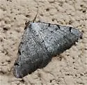 Digrammia triviata - Hodges#6385 - photo 2