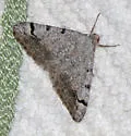 Digrammia triviata - Hodges#6385 - photo 3