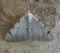 Digrammia triviata - Hodges#6385 - photo 4