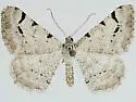 Digrammia ubiquitata - Hodges#6374.1