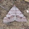 Digrammia yavapai - Hodges#6393 - Digrammia yavapai
