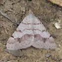 Digrammia yavapai - Hodges#6393 - photo 2