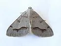 Digrammia yavapai - Hodges#6393 - photo 4