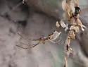 Diguetia albolineata