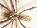 Diguetia canities