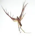 Diguetia canities - photo 3