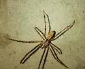 Diguetia canities - photo 4