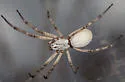 Diguetia mojavea