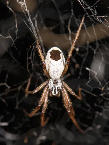 Diguetia signata
