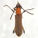 Dihammaphora dispar - Dihammaphora dispar