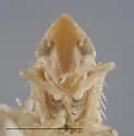 Dikraneura abnormis - photo 5