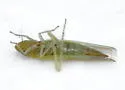 Dikraneura angustata