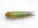 Dikraneura angustata - photo 2