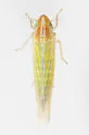 Dikraneura angustata - photo 3