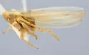 Dikraneura carneola