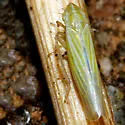 Dikraneura cf-urbana