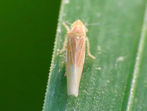 Dikraneura rufula