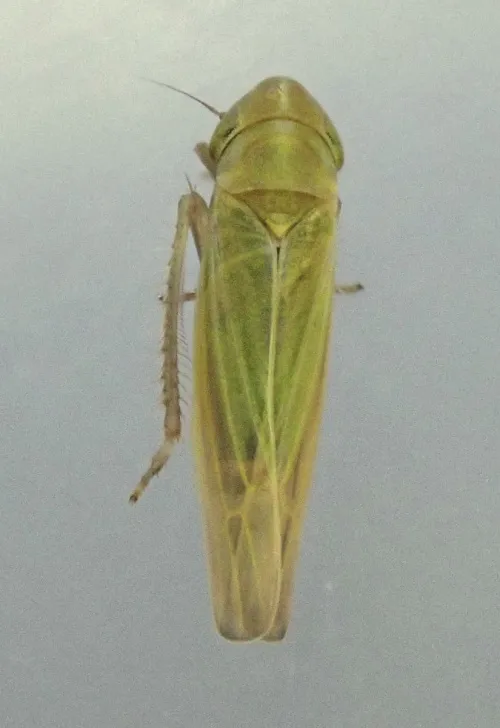 Dikraneura variata - photo 2