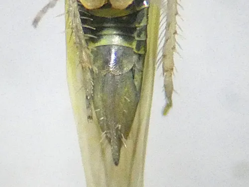 Dikraneura variata - photo 4