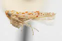 Dikrella aegra