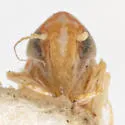 Dikrella aegra - photo 3