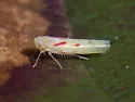 Blackberry Leafhopper