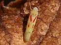 Blackberry Leafhopper - photo 2