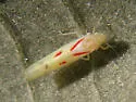 Blackberry Leafhopper - photo 3