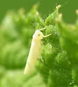 Blackberry Leafhopper - photo 4