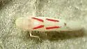 Blackberry Leafhopper - photo 5