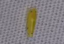Dikrella cedrelae