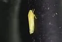 Dikrella cedrelae - photo 4