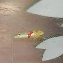 Dikrella cockerellii